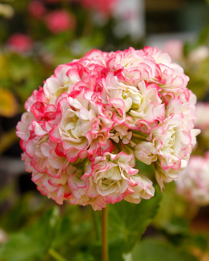 Pink Scented Geranium Flower seeds for Planting - Cottage Garden Essential, Heirloom & GMO Free Seeds for Home Garden