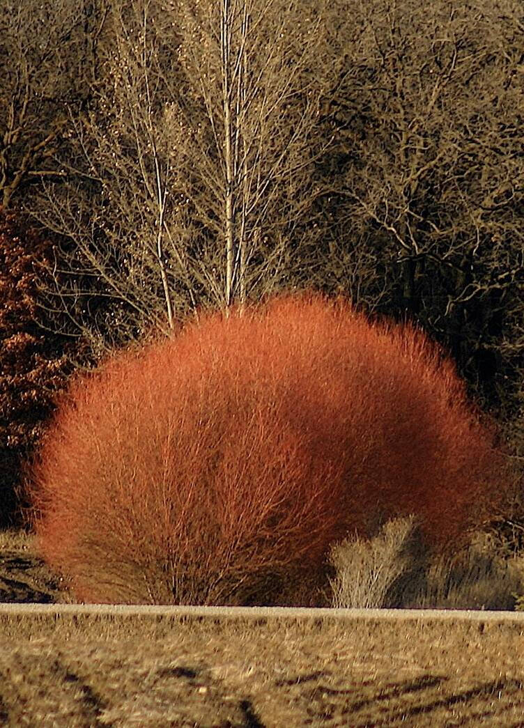 Flame Willow Flower seeds for Planting - Shade Tolerant, Heirloom & GMO Free Seeds for Home Garden