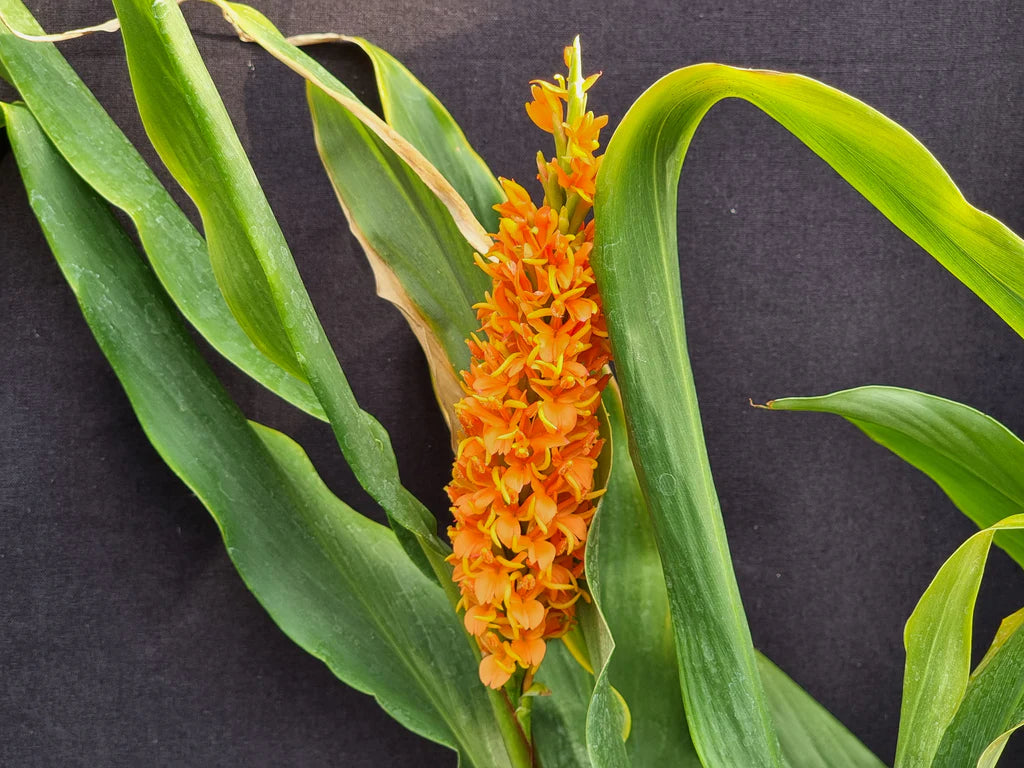 Orange Cymbidium Orchid Flower seeds for Planting - Sun Loving, Heirloom & GMO Free Seeds for Home Garden