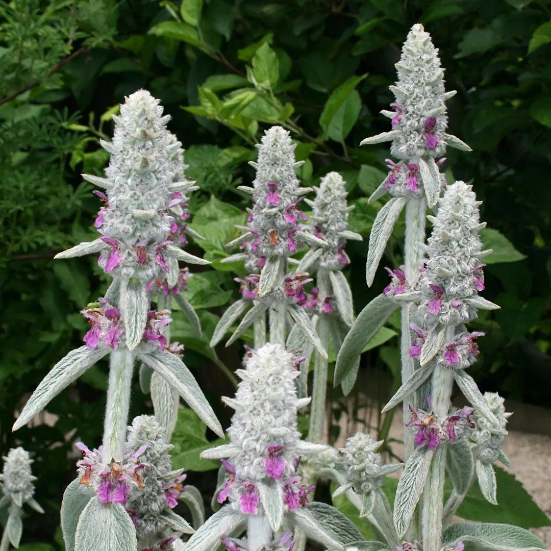 Stachys Flower seeds for Planting - Garden Favorite, Heirloom & GMO Free Seeds for Home Garden