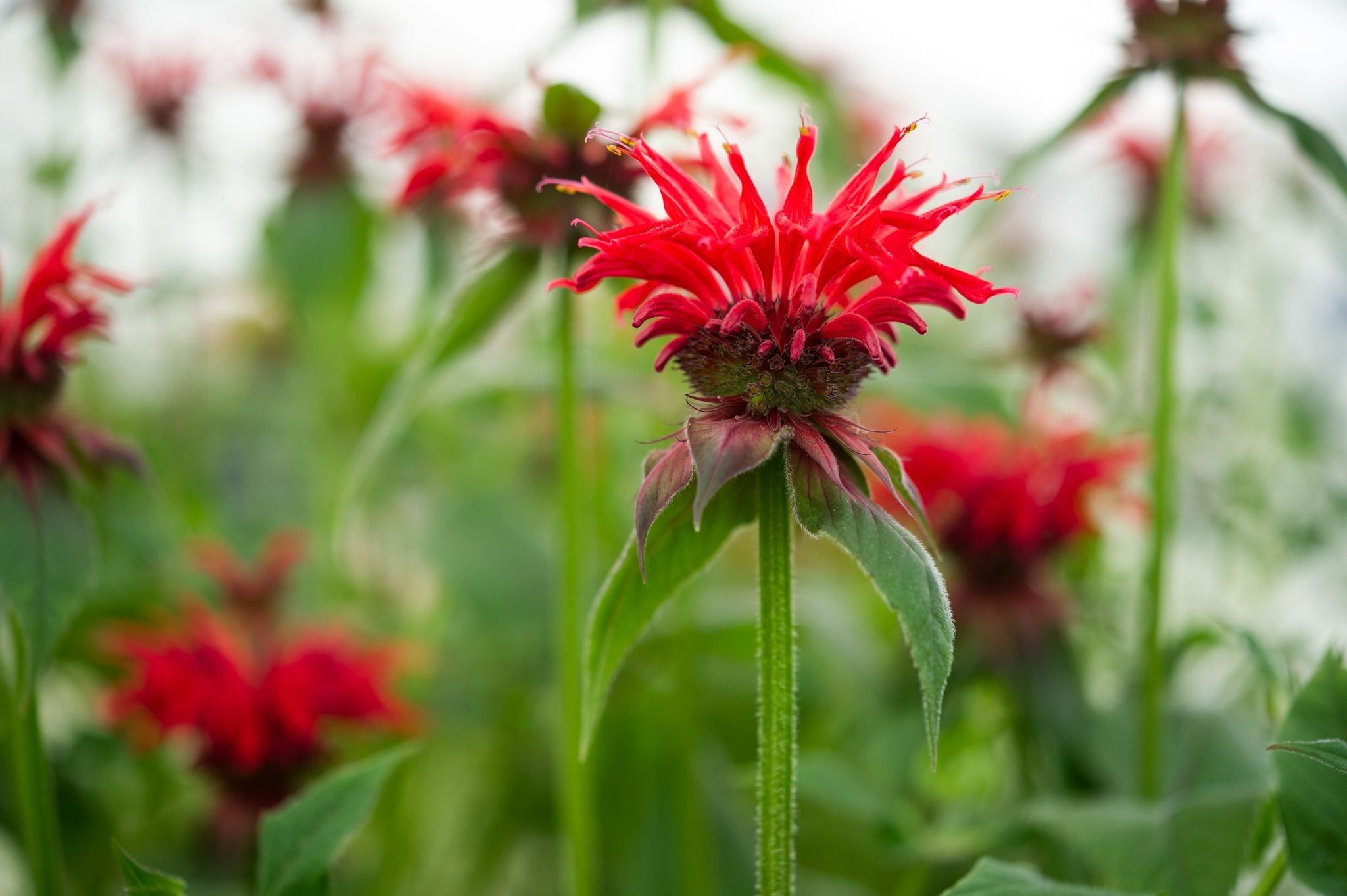 Red Monarda Flower seeds for Planting - Pollinator Friendly, Heirloom & GMO Free Seeds for Home Garden