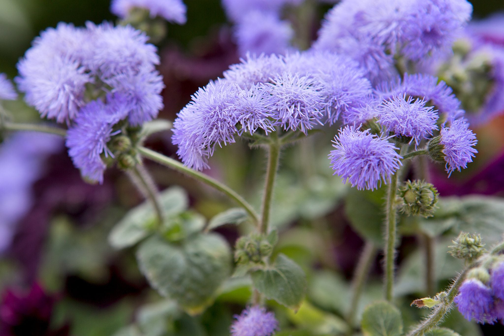 Ageratum Flower seeds for Planting Fragrant Blossoms Heirloom & GMO Free Seeds for Home Garden