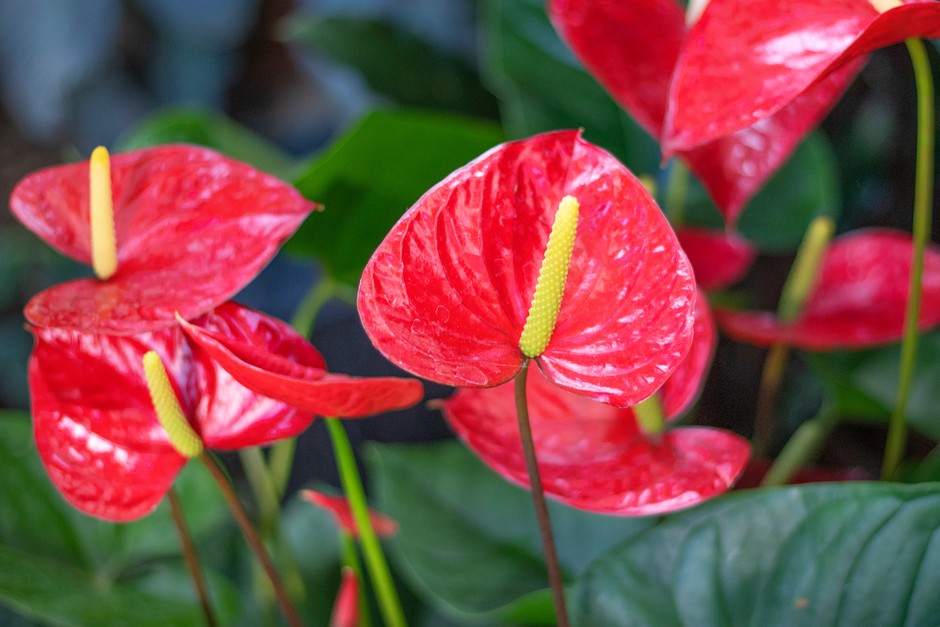 Red Anthurium Flower seeds for Planting - Vibrant Colors, Heirloom & GMO Free Seeds for Home Garden