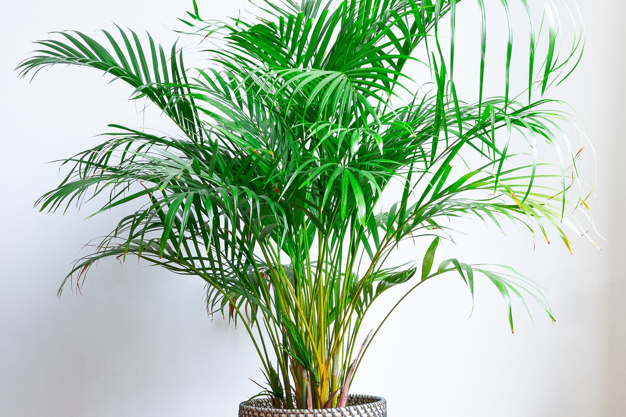 Green Chrysalidocarpus Lutescens Flower seeds for Planting - Cottage Garden Essential, Heirloom & GMO Free Seeds for Home Garden