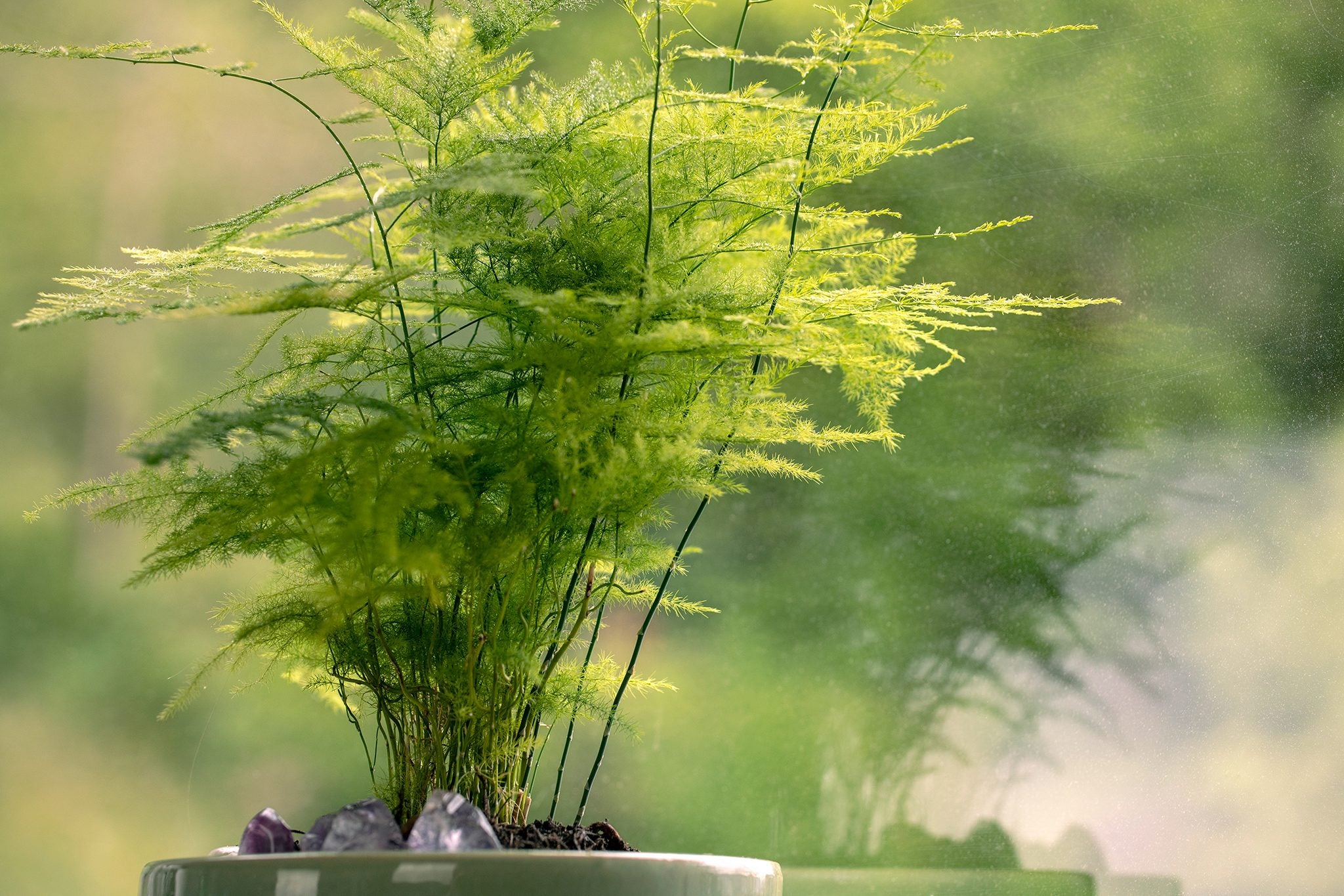 Asparagus Setaceus Seeds for Planting Green