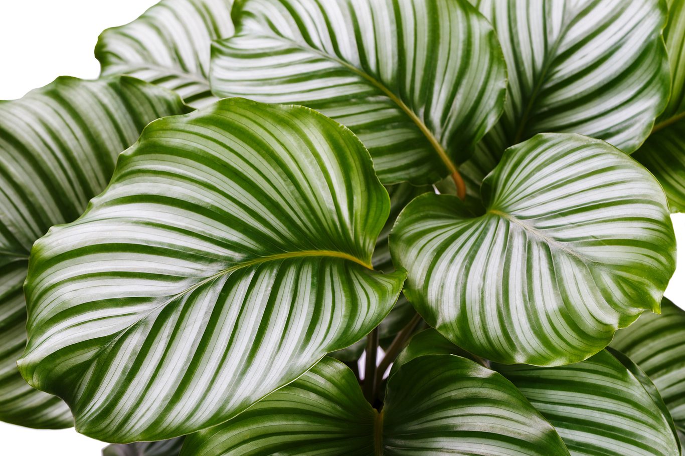 Green Calathea Flower seeds for Planting - Low Maintenance, Heirloom & GMO Free Seeds for Home Garden