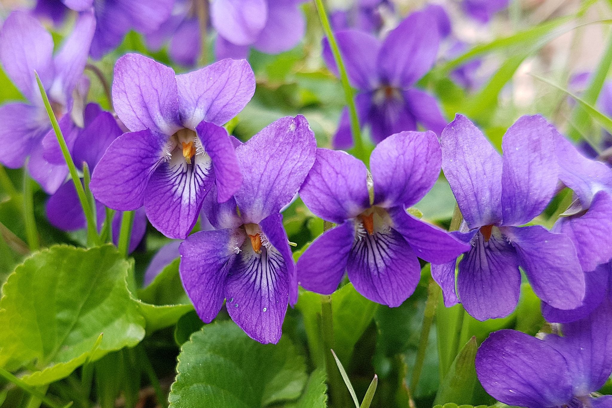 Purple Viola Odorata Flower seeds for Planting - Pollinator Friendly, Heirloom & GMO Free Seeds for Home Garden