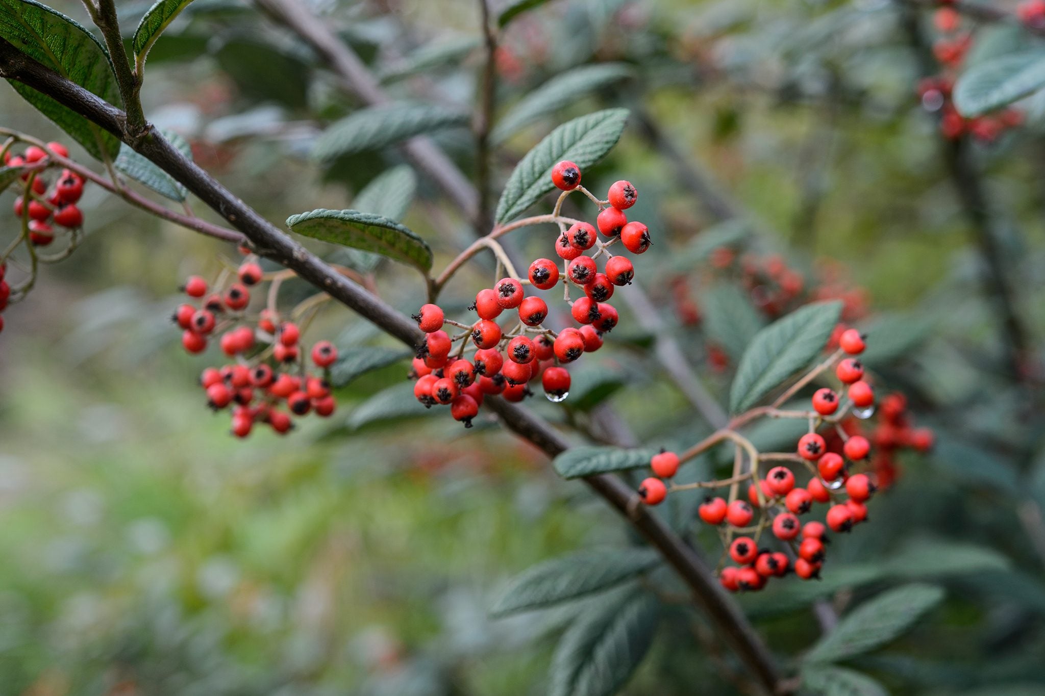 Brown Cotoneaster Seeds for Planting
