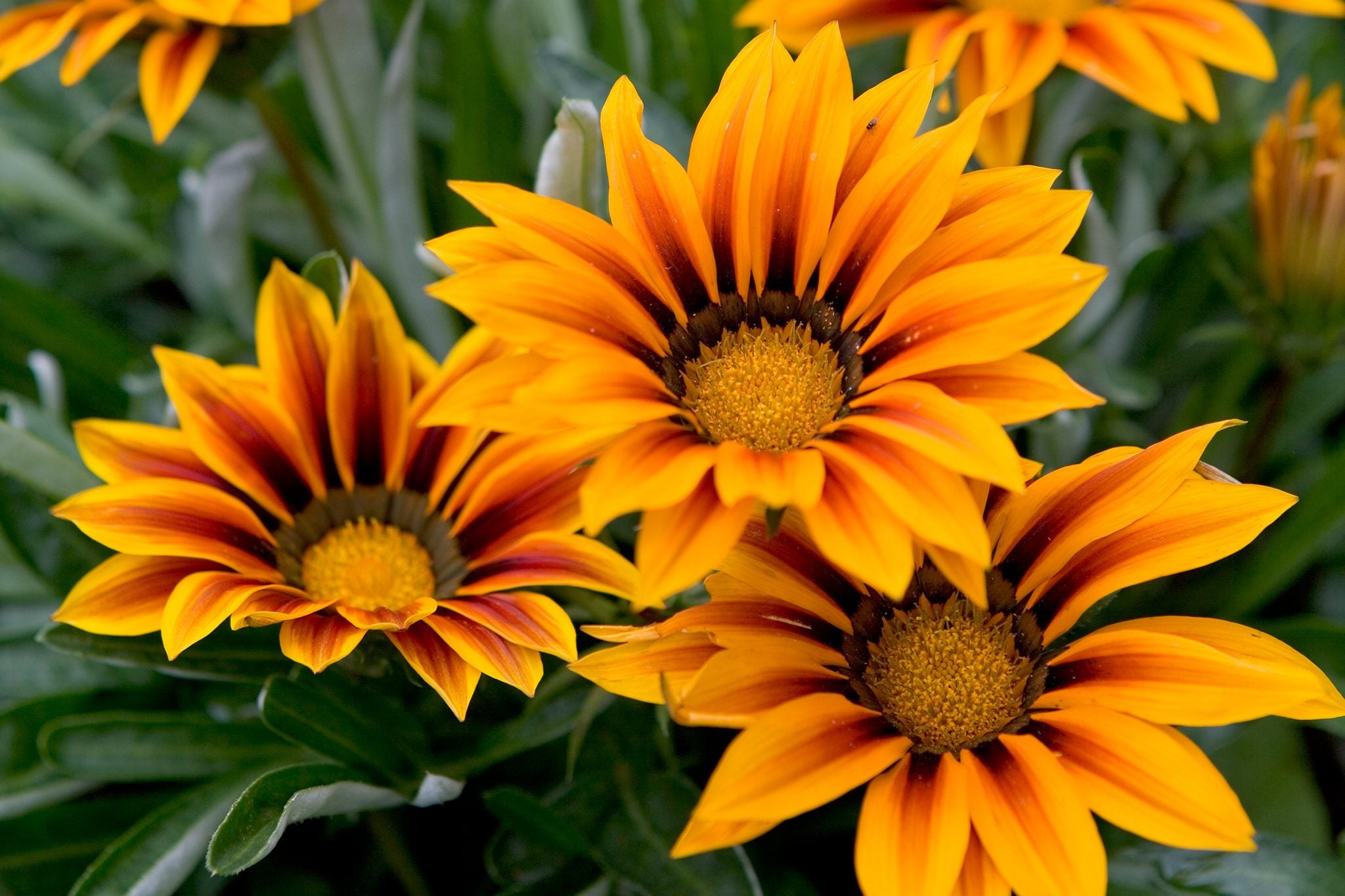 Gazania Flower seeds for Planting Drought Tolerant Heirloom & GMO Free Seeds for Home Garden