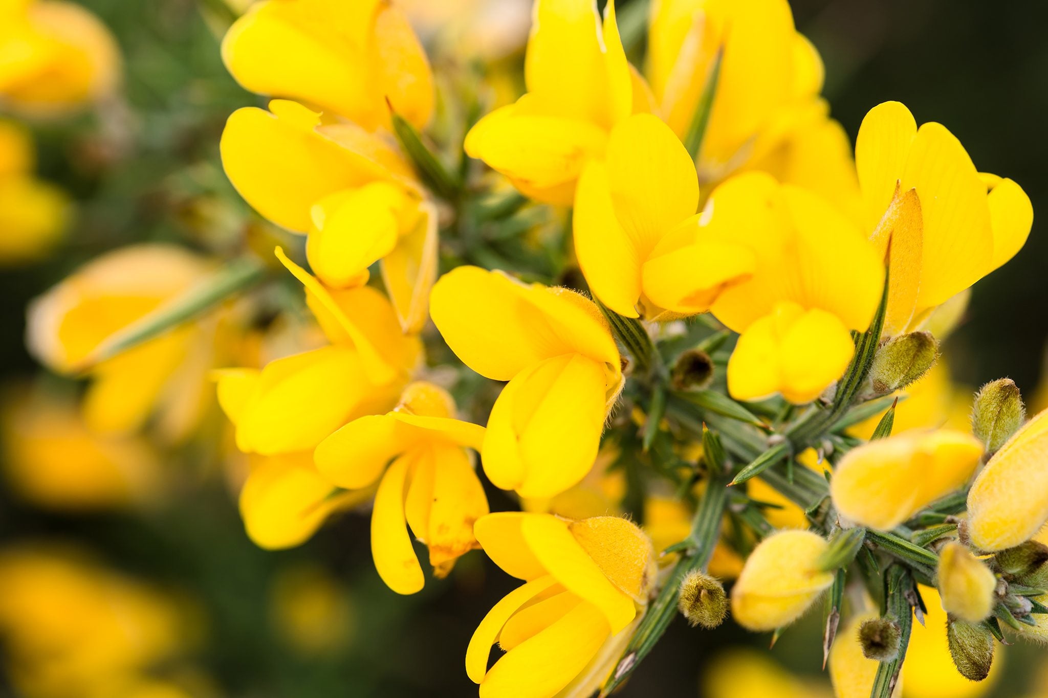 Yellow Gorse Ulex Europaeus Flower seeds for Planting - Easy to Grow, Heirloom & GMO Free Seeds for Home Garden