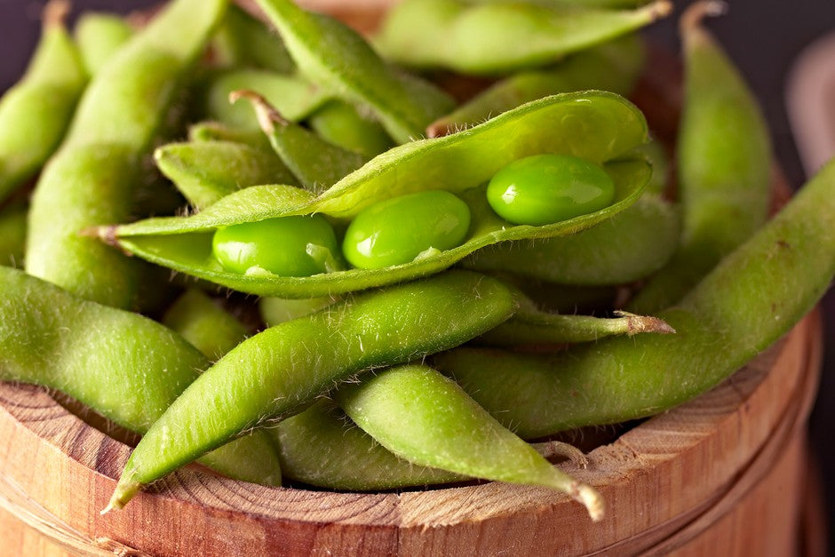 Green Edamame Seeds for Beer Brewing  Planting Seeds