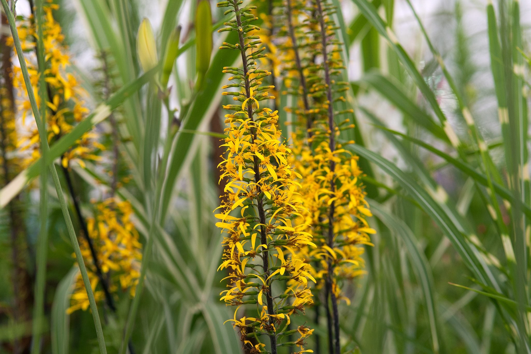Yellow Ligularia Flower seeds for Planting - Bright Blooms, Heirloom & GMO Free Seeds for Home Garden