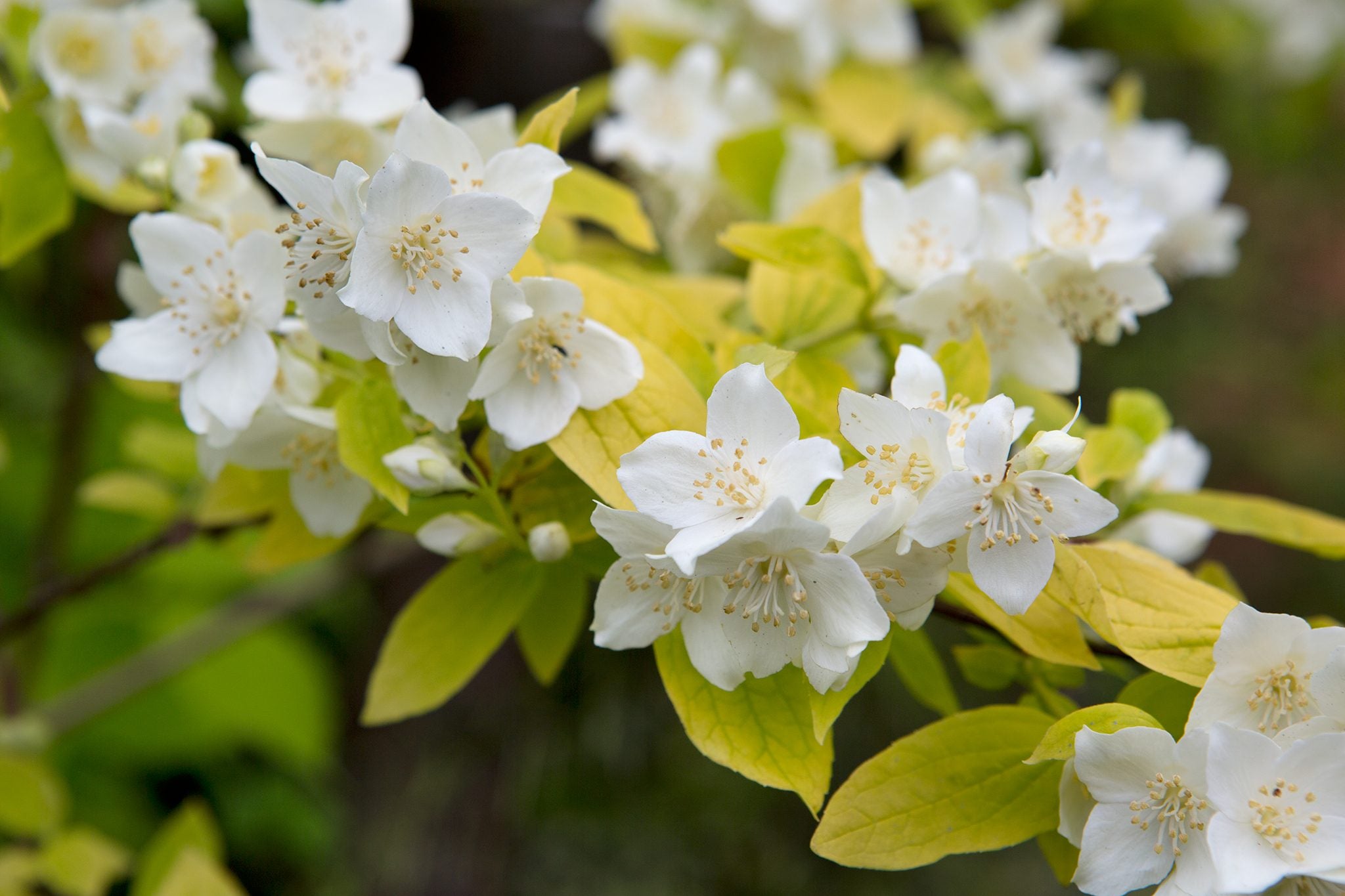 Philadelphus Coronarius Flower seeds for Planting - Compact Growth, Heirloom & GMO Free Seeds for Home Garden