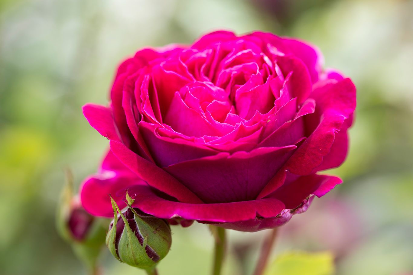 Dark Pink Double Petal English Rose Flower Seeds for Planting Shade Tolerant Heirloom & GMO Free Seeds for Home Garden
 
 Sale