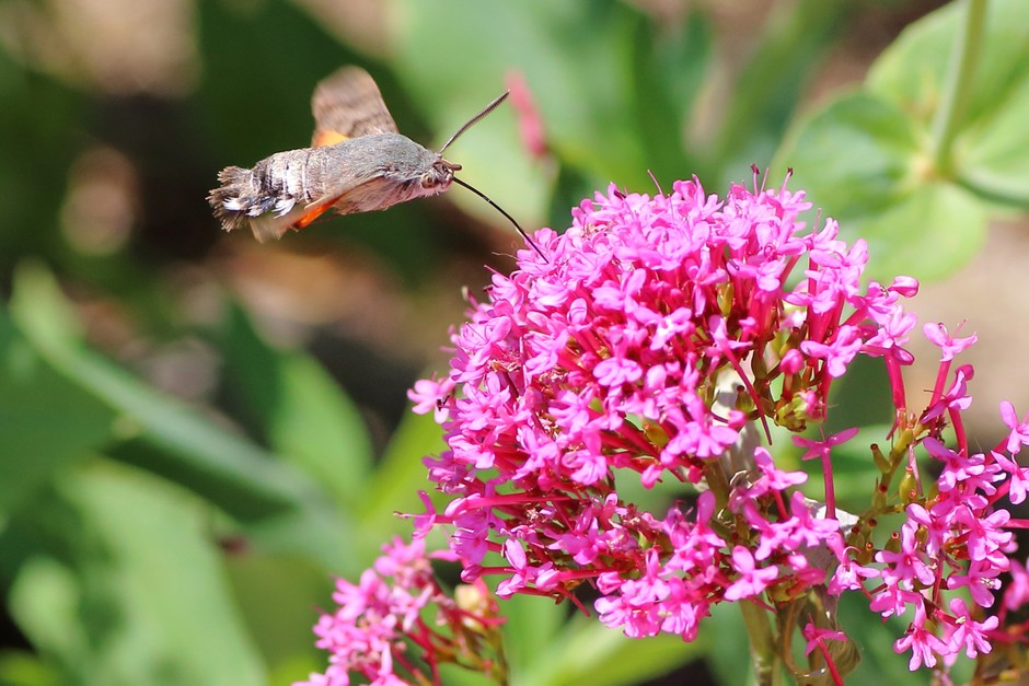 Red Valerian Flower Seeds for Planting - Vibrant Perennial Blooms - Evergrowseeds