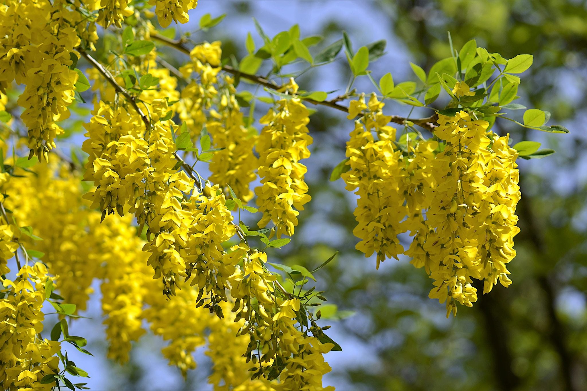 Yellow Laburnum Flower seeds for Planting - Vibrant Colors, Heirloom & GMO Free Seeds for Home Garden