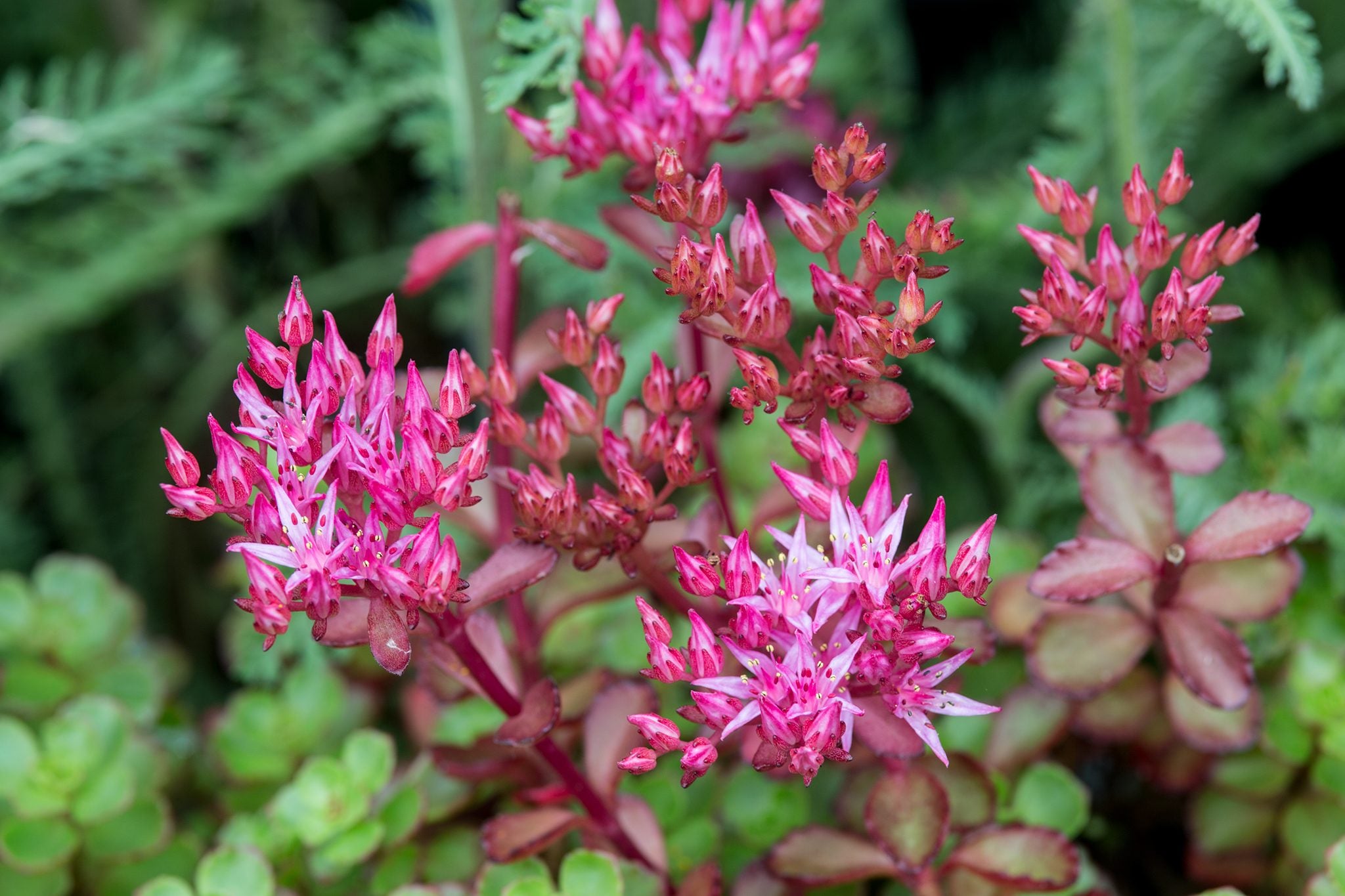 Pink Sedum Spurium Flower seeds for Planting - Colorful Display, Heirloom & GMO Free Seeds for Home Garden