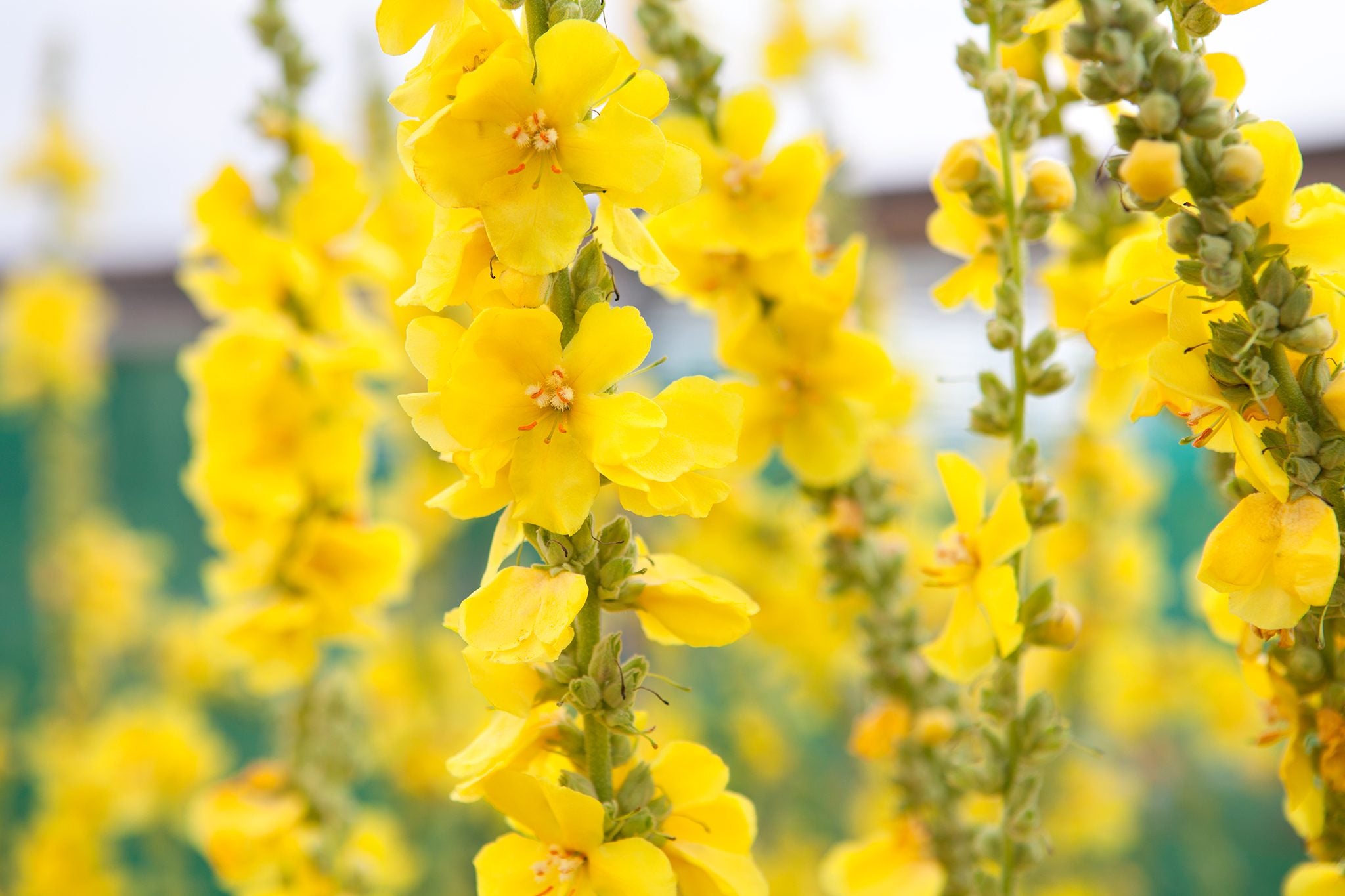 Yellow Mullein Seeds: Essential Planting Tips