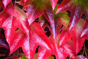 Red Boston Ivy Flower seeds for Planting - Easy to Grow, Heirloom & GMO Free Seeds for Home Garden