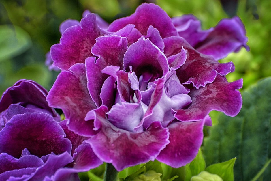 Pink Violet Brazilian Gloxinia Flower Seeds for Planting Drought Tolerant Heirloom & GMO Free Seeds for Home Garden
 
 Sale