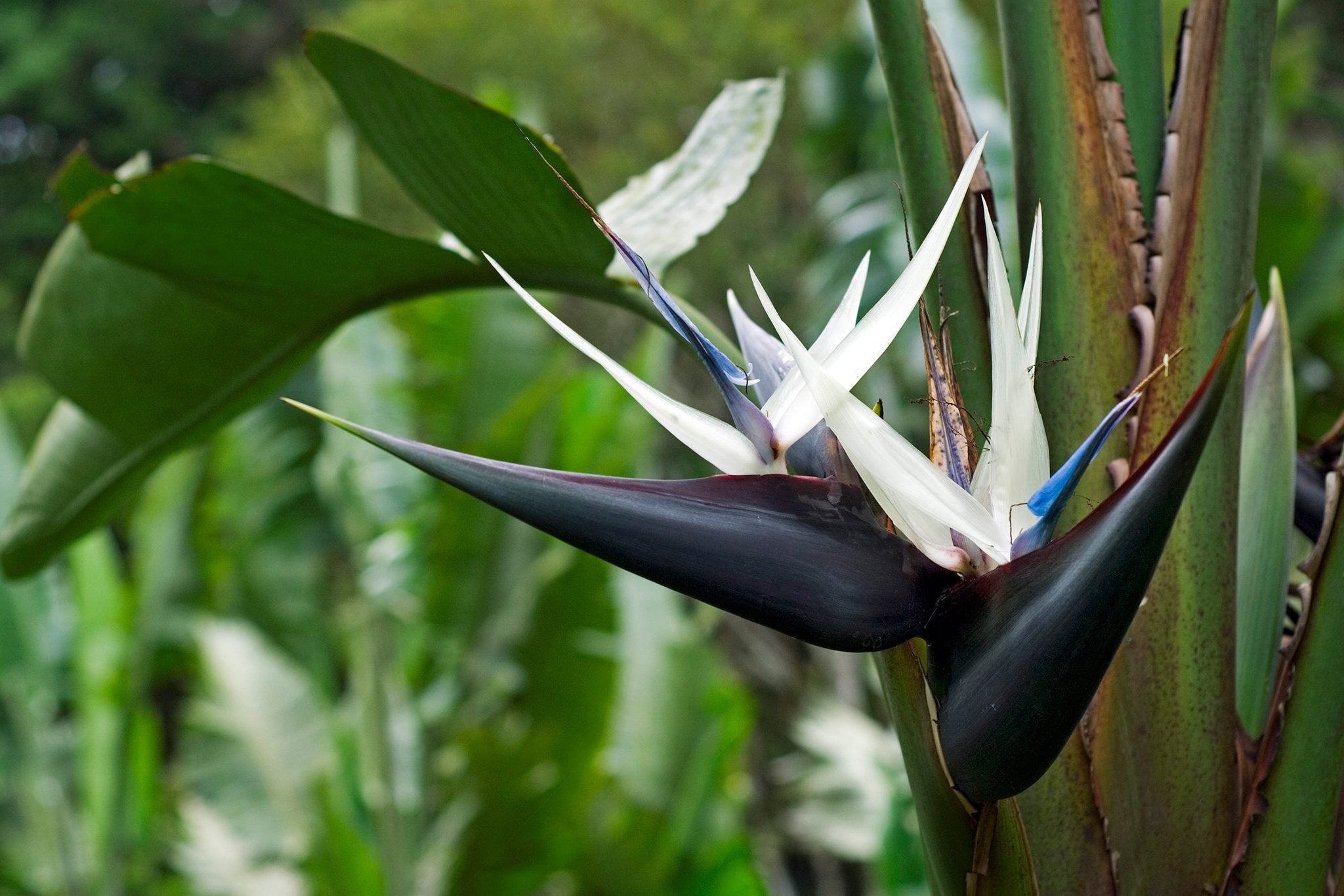 Strelitzia Flower seeds for Planting Colorful Display Heirloom & GMO Free Seeds for Home Garden