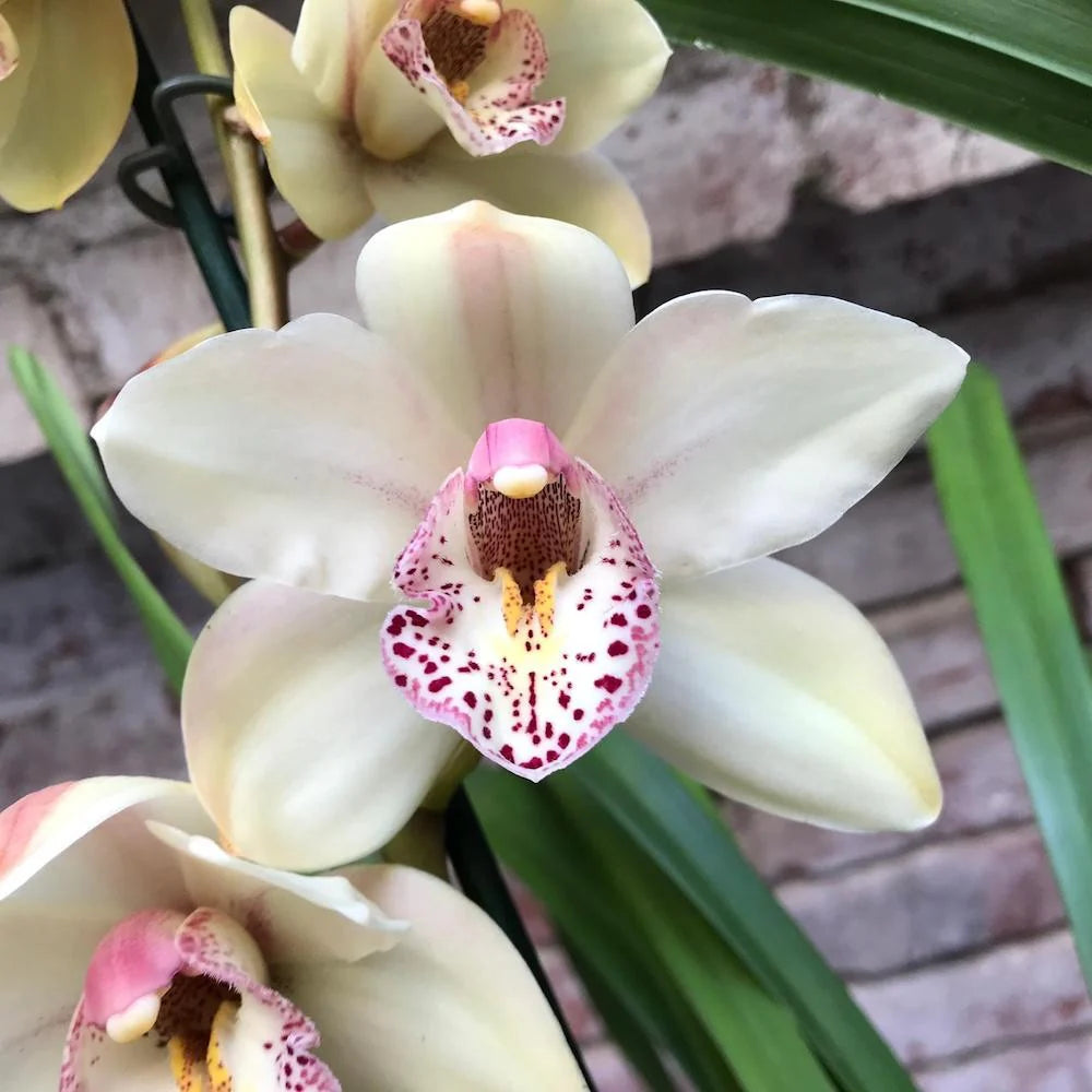 Rose Cymbidium Maxillaria Flower Seeds for Planting Bright Blooms Heirloom & GMO Free Seeds for Home Garden
 
 Sale