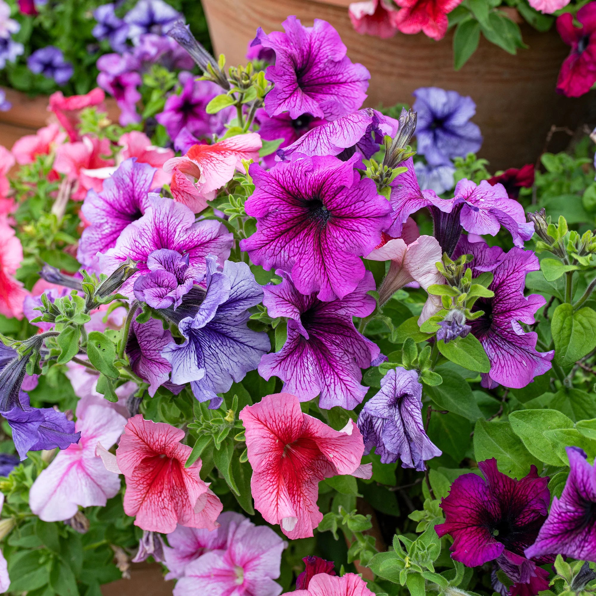 Mix Petunia Flower seeds for Planting - Sun Loving, Heirloom & GMO Free Seeds for Home Garden