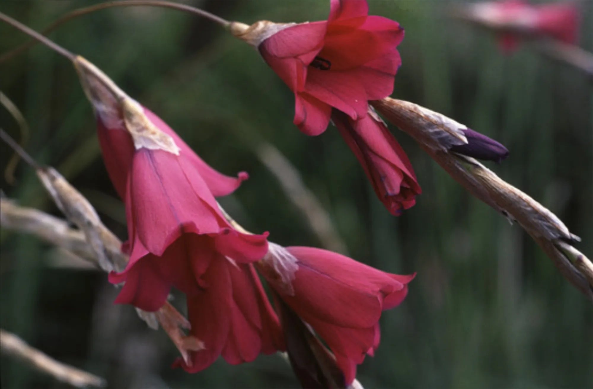 Pulcherrimum Flower seeds for Planting - Long Bloom Season, Heirloom & GMO Free Seeds for Home Garden