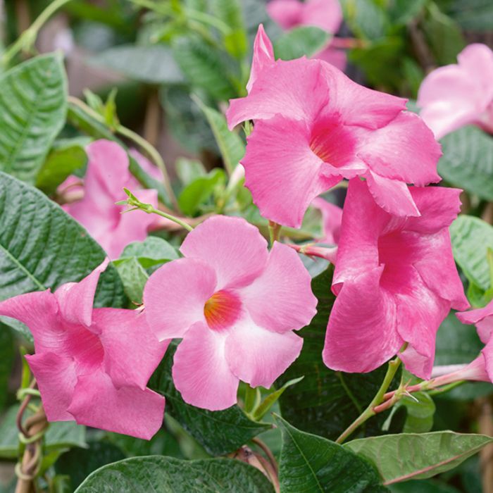 Sanderi Dipladenia Flower Seeds for planting