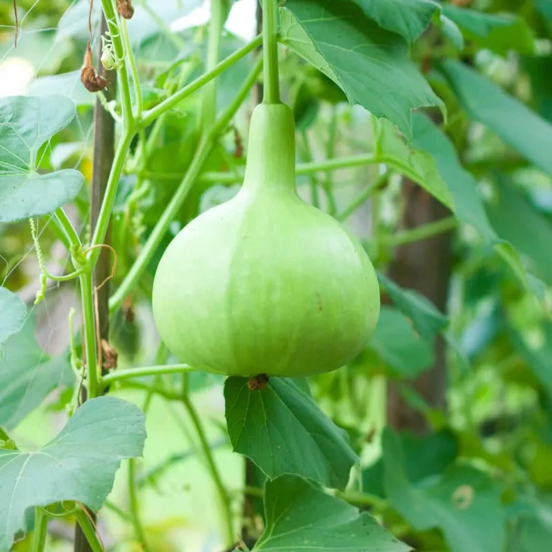 Dipper Pumpkin Seeds for Planting  Grow Your Own Pumpkins