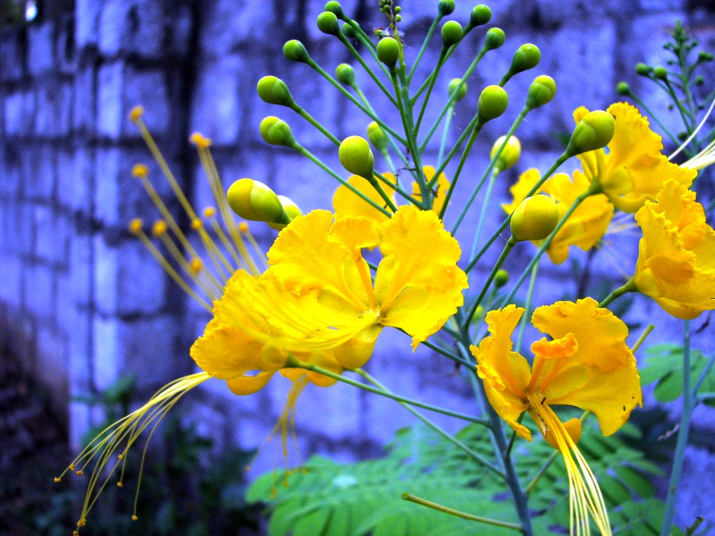Caesalpinia Flower seeds for Planting - Vibrant Colors, Heirloom & GMO Free Seeds for Home Garden