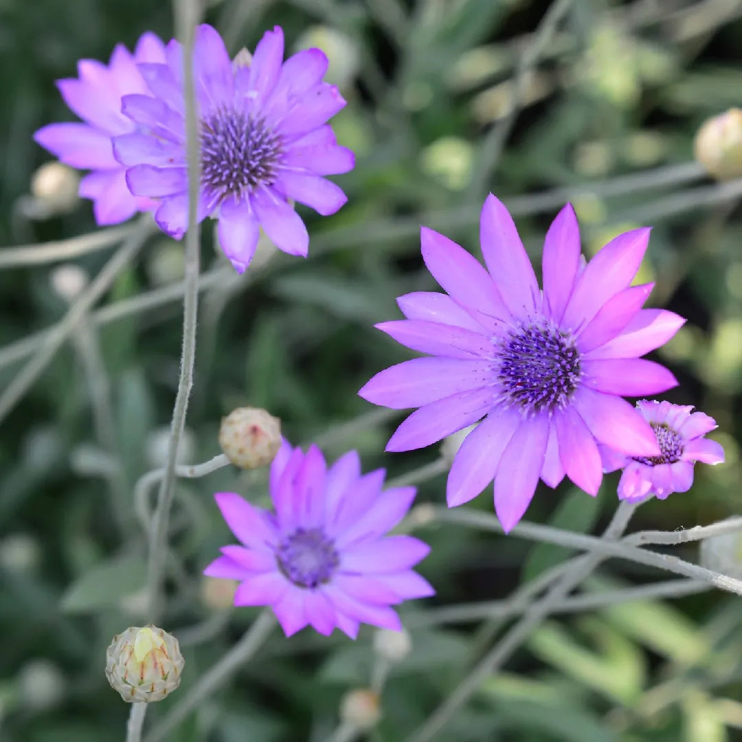 Lavender Xeranthemum Flower seeds for Planting - Long Bloom Season, Heirloom & GMO Free Seeds for Home Garden
