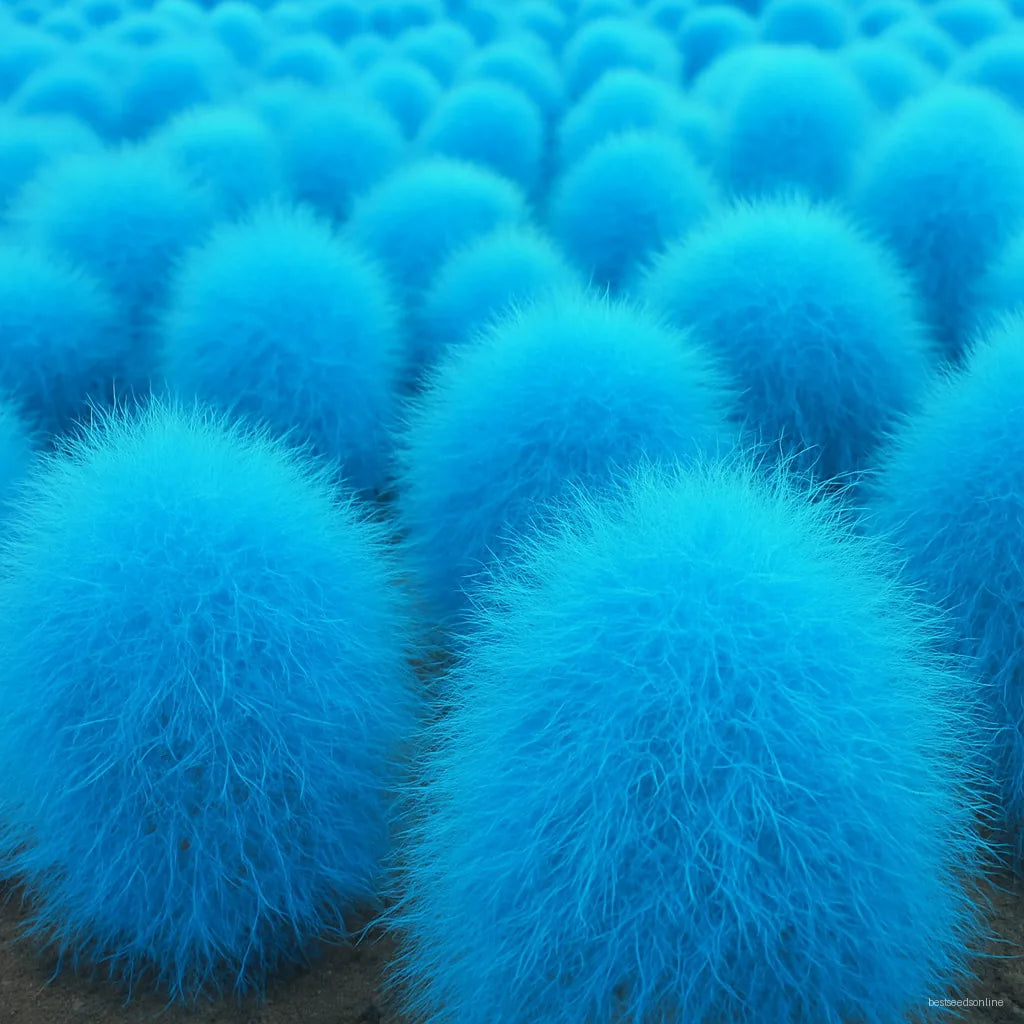Blue Scoparia Seeds for Planting - Premium Quality Planting Seeds
