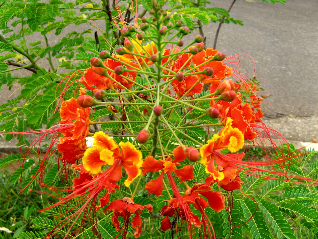 Caesalpinia Flower seeds for Planting Colorful Display Heirloom & GMO Free Seeds for Home Garden