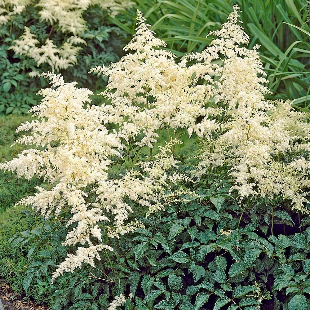Cream Astilbe Flower seeds for Planting - Drought Tolerant, Heirloom & GMO Free Seeds for Home Garden