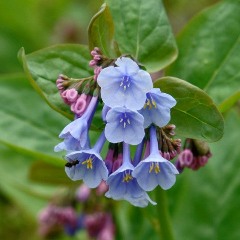 Mertensia Flower seeds for Planting - Cottage Garden Essential, Heirloom & GMO Free Seeds for Home Garden