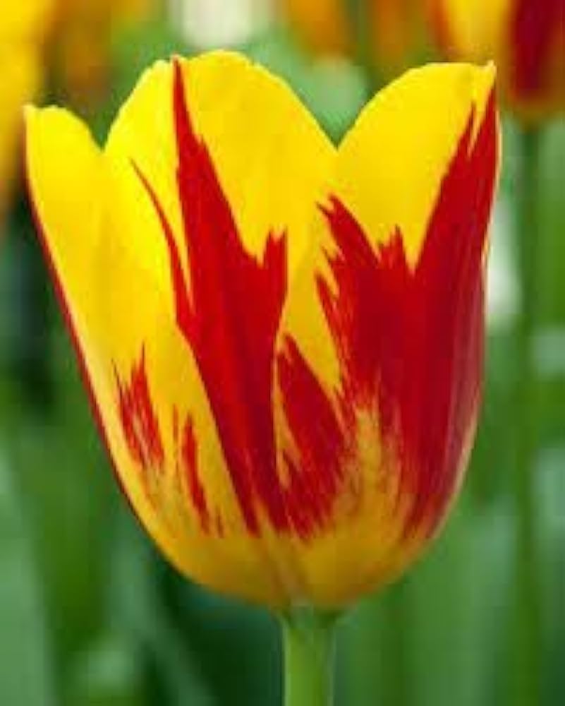 Yellow Red Tulip Flower Seeds for Planting – Heirloom NonGMO Premium Organic Garden Seeds with High Germination
 
 Sale