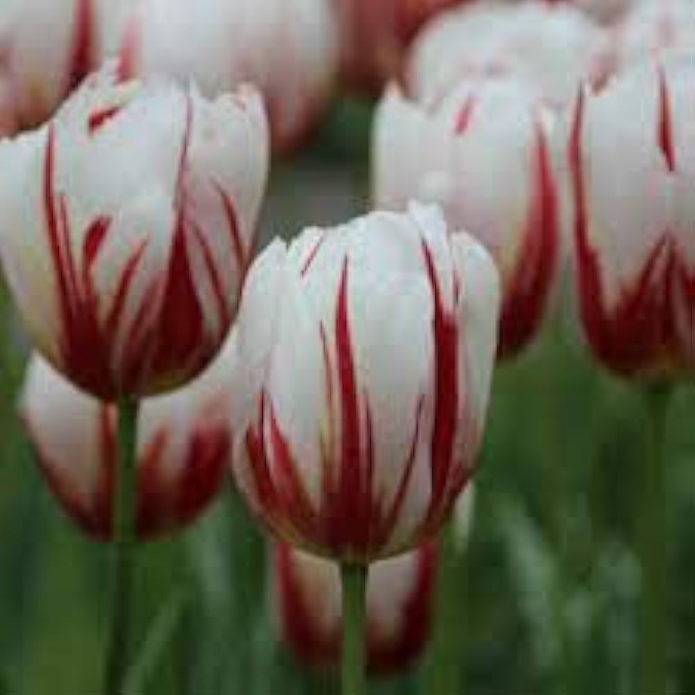 Tulip Tulipa Gesneriana Seeds for Planting - Elegant Blooms for Flower Bed & Urban Garden