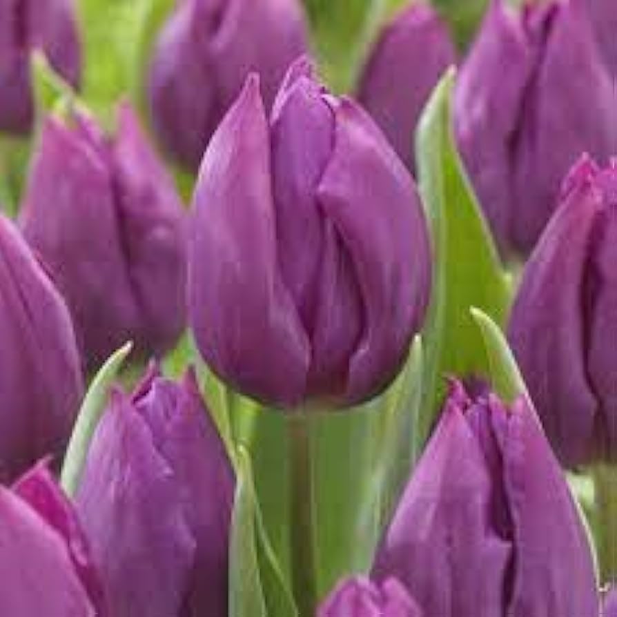 Tulip Ice Cream Tulipa 'Ice Cream' Seeds for Planting in Flower Bed