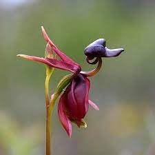 Heirloom Orchid Flower seeds for Planting Fragrant Blossoms Heirloom & GMO Free Seeds for Home Garden 
 
 Sale for planting in home garden