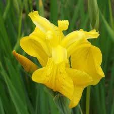 Bearded Flower seeds for Planting - Vibrant Colors, Heirloom & GMO Free Seeds for Home Garden
 
 Sale for planting in home garden.