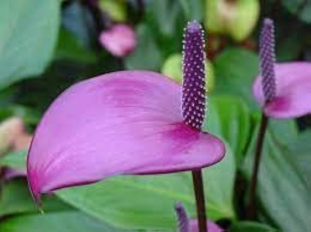 Dark Violet Anthurium Flower Seeds for Planting Wildflower Mix Heirloom & GMO Free Seeds for Home Garden
 
 Sale