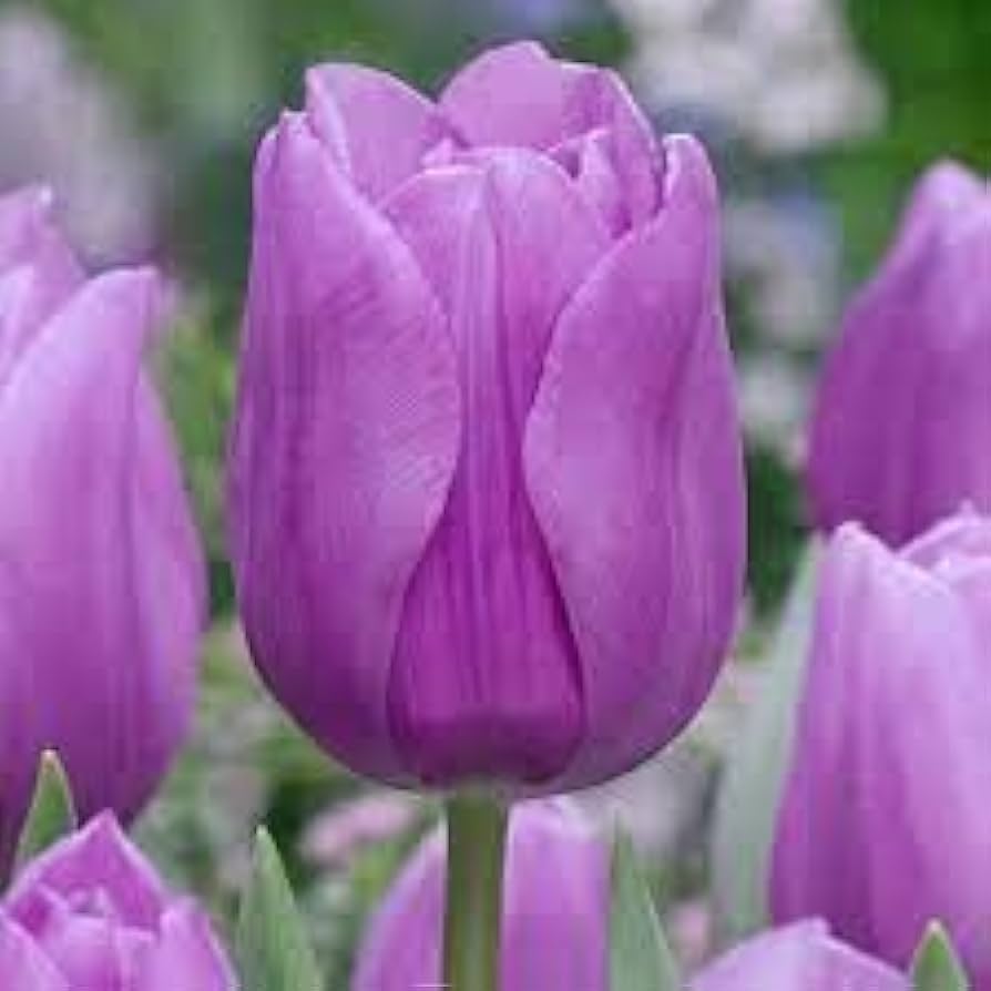 Tulip Ice Cream Tulipa 'Ice Cream' Seeds for Planting in Flower Bed