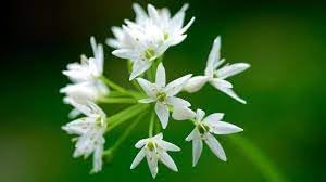 Ramsons Flower seeds for Planting - Perfect for Borders, Heirloom & GMO Free Seeds for Home Garden
 
 Sale for planting in home garden.