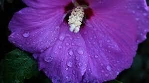 Multicolor Schlumbergera Flower Seeds for Planting Wildflower Mix Heirloom & GMO Free Seeds for Home Garden
 
 Sale for planting in home garden