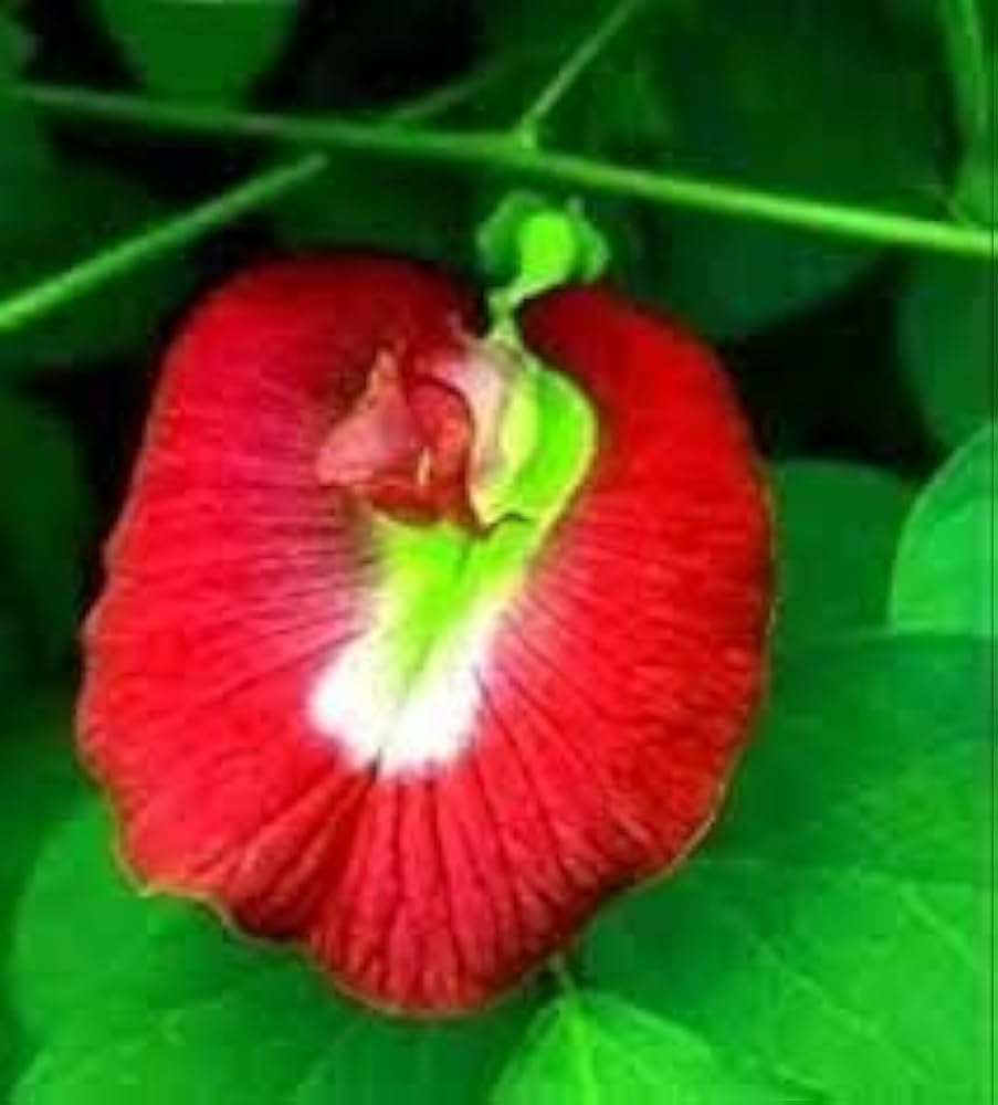 Schmetterlingsiris Iris germanica Flower Seeds for Planting in Flower Bed