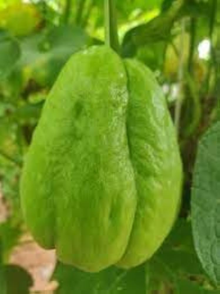 Chayote Sechium edule Fruit Seeds for Planting in Vegetable Patch