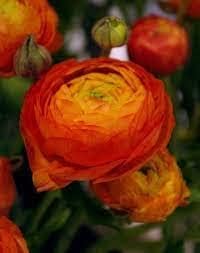 Red-Yellow Ranunculus Flower seeds for Planting - Sun Loving, Heirloom & GMO Free Seeds for Home Garden
 
 Sale for planting in home garden.