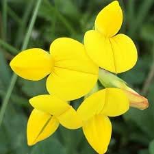 Birdsfoot Flower seeds for Planting - Sun Loving, Heirloom & GMO Free Seeds for Home Garden
 
 Sale seeds for planting in home garden