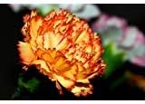 Orange Carnation Dianthus caryophyllus Seeds for Planting in Flower Bed & Garden